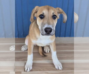 Labrador Retriever-Unknown Mix Dogs for adoption in Lakewood, CO, USA