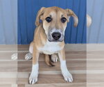 Mystique - Female Labrador Retriever-Unknown Mix Dog for Adoption - Small photo
