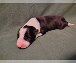 Puppy Boots Border Collie