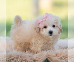 Small #5 Maltipoo (Miniature)