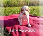 Puppy Tank Brittany