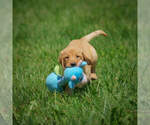 Small Photo #19 Labrador Retriever Puppy For Sale in FRESNO, OH, USA