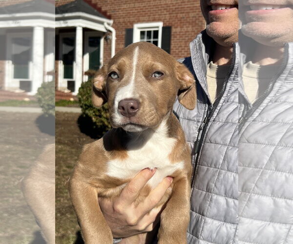 Medium Photo #6 Labrador Retriever-Unknown Mix Puppy For Sale in Rockville, MD, USA