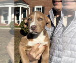 Small #5 Labrador Retriever Mix