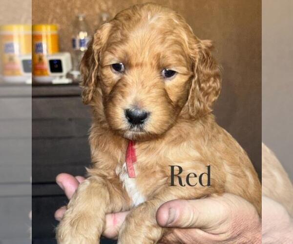 Medium Photo #8 Double Doodle Puppy For Sale in HESPERIA, CA, USA