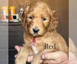 Puppy 7 Double Doodle