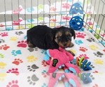 Small #5 Yorkshire Terrier