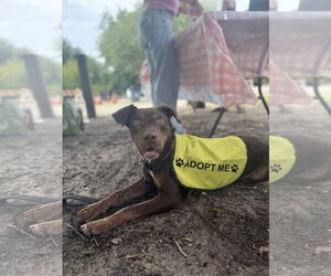 Mutt Dogs for adoption in Mount Pleasant, SC, USA