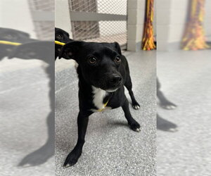 Chihuahua-Unknown Mix Dogs for adoption in Pasadena, TX, USA