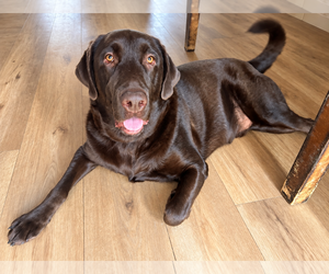 Tucker - Male Labrador Retriever Dog for Adoption - Photo #3