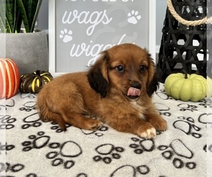 Dachshund Dog for Adoption in FRANKLIN, Indiana USA