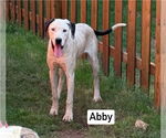 Small #2 Great Dane Mix