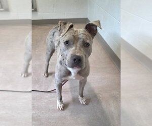 American Pit Bull Terrier Dogs for adoption in Derwood, MD, USA