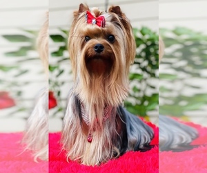 Mother of the Yorkshire Terrier puppies born on 01/07/2025