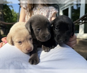 Labrador Retriever Puppy for sale in ROGERSVILLE, MO, USA
