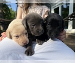 Small Labrador Retriever