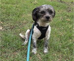 Small Mutt