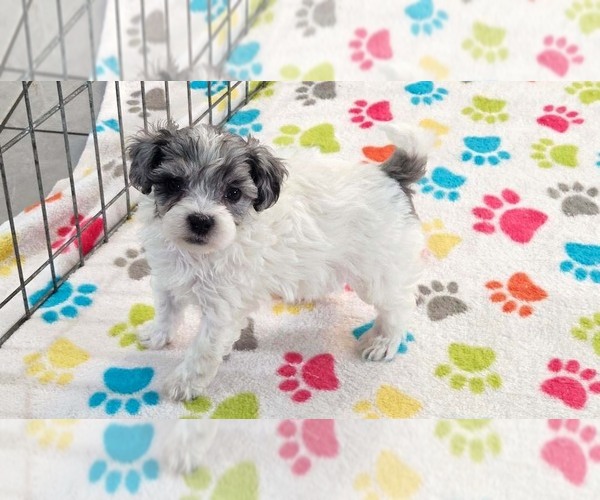 Medium Photo #1 Havapoo Puppy For Sale in ORO VALLEY, AZ, USA