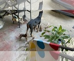 Puppy Goldie Locks Doberman Pinscher