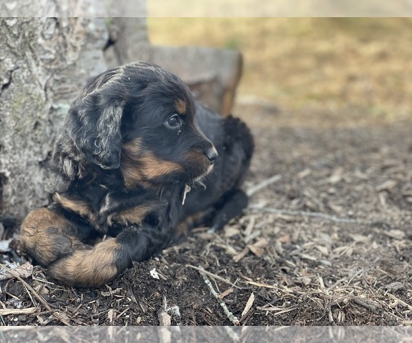 Medium Photo #21 Aussiedoodle Puppy For Sale in WESTMINSTER, MD, USA