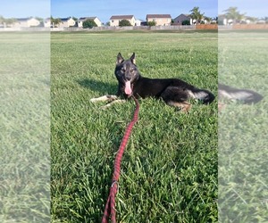 German Shepherd Dog-Siberian Husky Mix Dogs for adoption in LOS BANOS, CA, USA