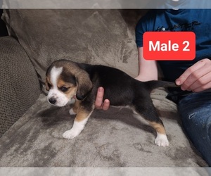 Beagle Puppy for sale in ATHENS, PA, USA