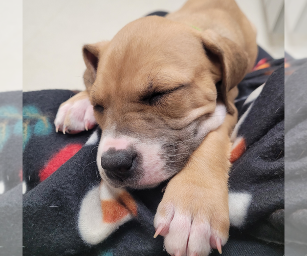 Medium Photo #4 Mutt Puppy For Sale in Holly Springs, NC, USA