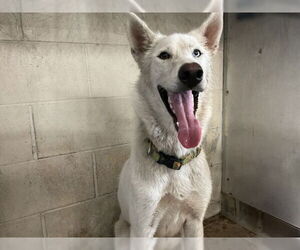 Siberian Husky-Unknown Mix Dogs for adoption in San Bernardino, CA, USA