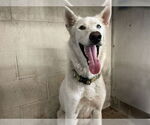 Small Siberian Husky Mix