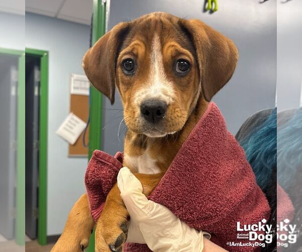 Medium Photo #3 Beagle-Unknown Mix Puppy For Sale in Washington, DC, USA