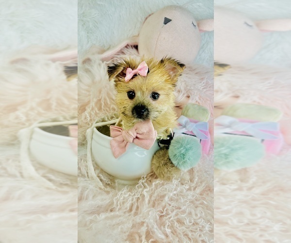 Medium Photo #12 Morkie Puppy For Sale in FORT LAUDERDALE, FL, USA