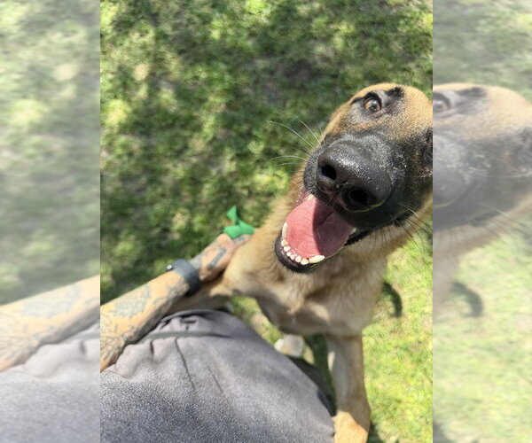 Medium Photo #3 German Shepherd Dog-Unknown Mix Puppy For Sale in Imlay City, MI, USA