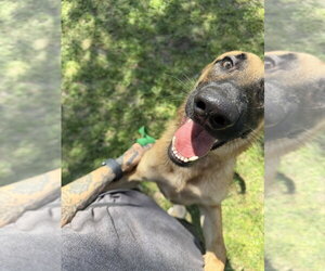 Mimi - Located in FL - Female German Shepherd Dog-Unknown Mix Dog for Adoption - Photo #3