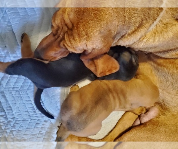 Medium Photo #13 Bloodhound Puppy For Sale in CUMBY, TX, USA