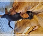 Small Photo #13 Bloodhound Puppy For Sale in CUMBY, TX, USA