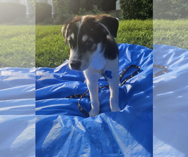 Medium Photo #3 Australian Shepherd-Unknown Mix Puppy For Sale in Plainfield, IL, USA
