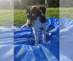 Small #2 Australian Shepherd Mix