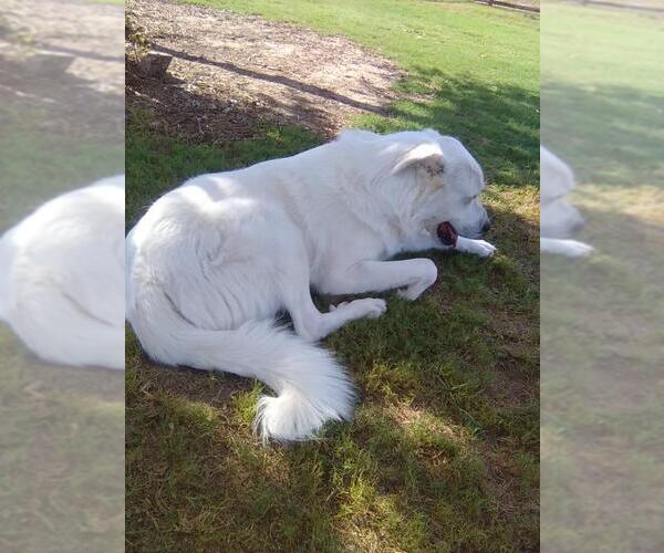 Medium Photo #7 Great Pyrenees Puppy For Sale in Spring, TX, USA