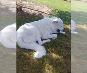 Sugar - Female Great Pyrenees Dog for Adoption - Photo #7