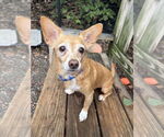 Small #3 Chihuahua Mix