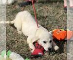 Small #2 Great Pyrenees Mix