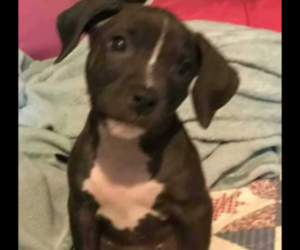 American Bully-Cane Corso Mix Puppy for sale in CROWN POINT, IN, USA