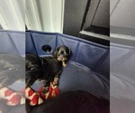 Small #12 Dachshund