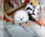 Small Photo #1 Pomeranian Puppy For Sale in MIRA LOMA, CA, USA