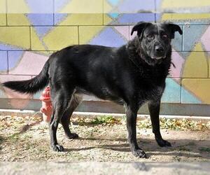 Labrador Retriever Dogs for adoption in West Valley, UT, USA