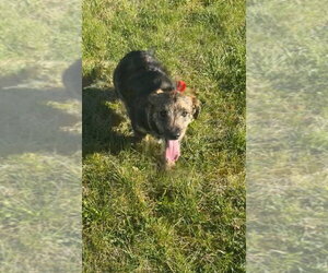 Labrador Retriever-Unknown Mix Dogs for adoption in Aurora, IN, USA