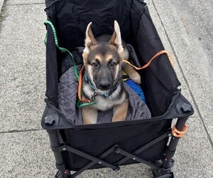 German Shepherd Dog Puppy for Sale in SACRAMENTO, California USA