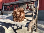 Small Photo #48 Shih Tzu Puppy For Sale in HAYWARD, CA, USA
