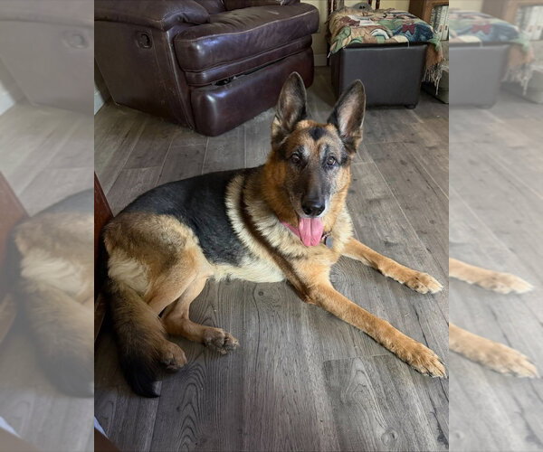 Medium Photo #1 German Shepherd Dog Puppy For Sale in Modesto, CA, USA