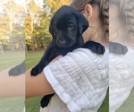 Small Photo #17 Labrador Retriever Puppy For Sale in FAYETTEVILLE, GA, USA